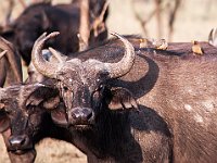 Wild Buffel 3